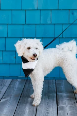 Dog Bandana - Spots
